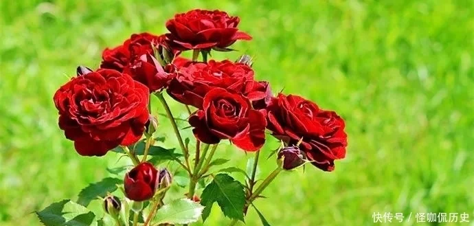 十大名花惊艳千年---阳光笙箫支剑笙博客