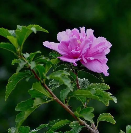 木槿花|老中医盘点8味民间草药,8种顶级妙用,治自汗、盗汗有奇效!