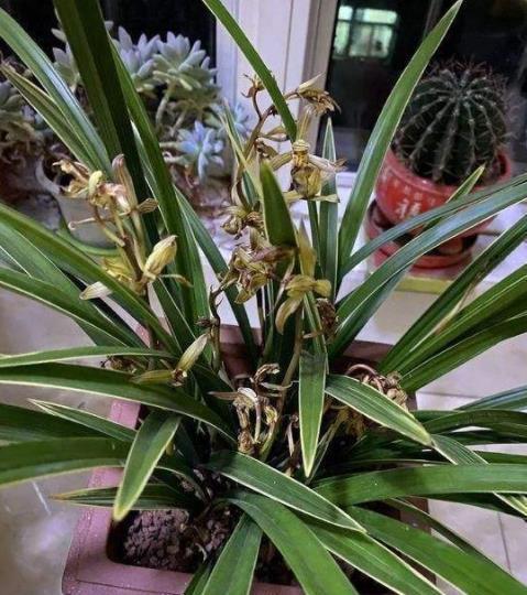 阳台养兰花,牢记掌握“3个要点”,不烂根无病害,出芽率高