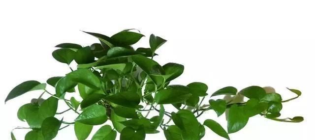 婆婆告诉我绿萝必须这样养,叶子能滴水,很快爆盆