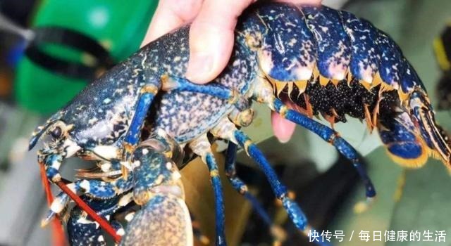 蓝龙虾|4种极品海鲜,味道极致鲜美,价格昂贵吓人,一般人还是看看就好