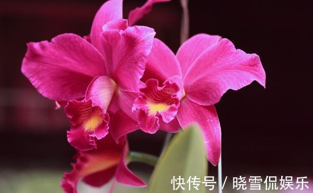 洋兰|8月11日-8月22日，庭院选这几款花，花大色艳花期长，四季花开