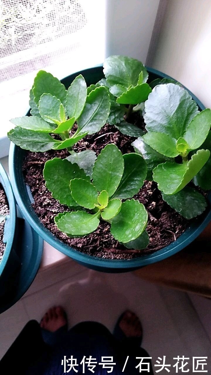 扦插长寿花,记住“选对”3种东西,生根快、长得旺