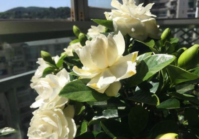 想养好栀子花吗?记住2句话,栀子花养一盆活一盆,年年开满花