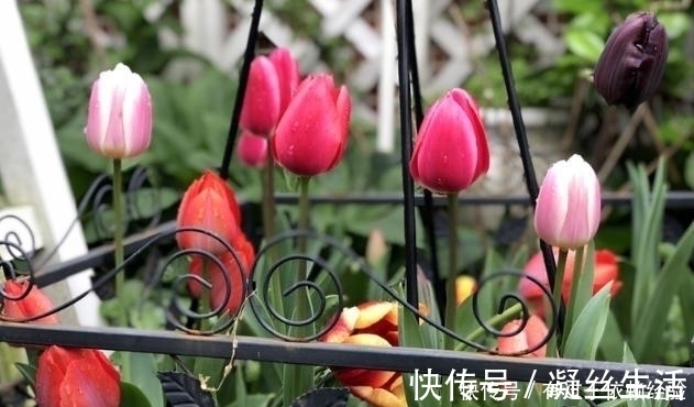 家庭养花，没有肥料也别愁，往土里埋“2个蛋壳”，啥都不缺!