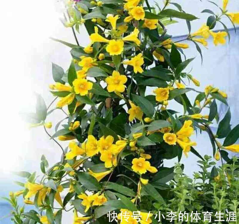 8种“小毒花”,叶子毒性大,家里若养着,光看别动它