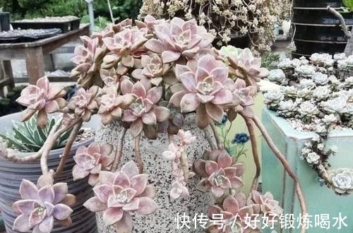 盘点3种爆崽普货多肉,好养护易群生,无需掐芽也能养成肉墩子