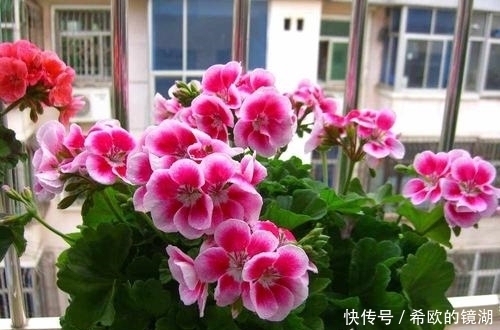 家里养这6种花,冻一冻开花更漂亮,冬天也有花赏!