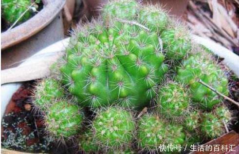 浇水|这四种绿植,十天半个月可以不浇水,爆芽、疯长到盆都装不下!