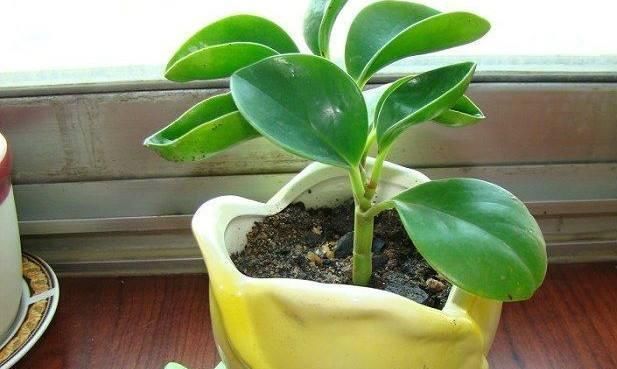 喜欢养花不如养盆豆瓣绿它作为胡椒科草胡椒属的观叶植物 快资讯