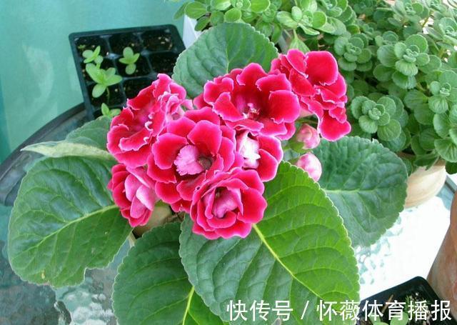 最美的球根花,有点散光就开花,花开如牡丹,全年能开花比绿萝强