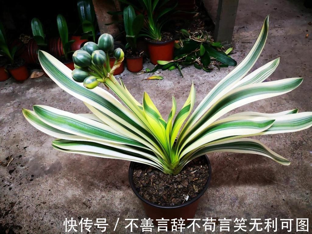 植株|怎么养君子兰最正确?新手先避开这5大雷区,养好根开出美丽的花