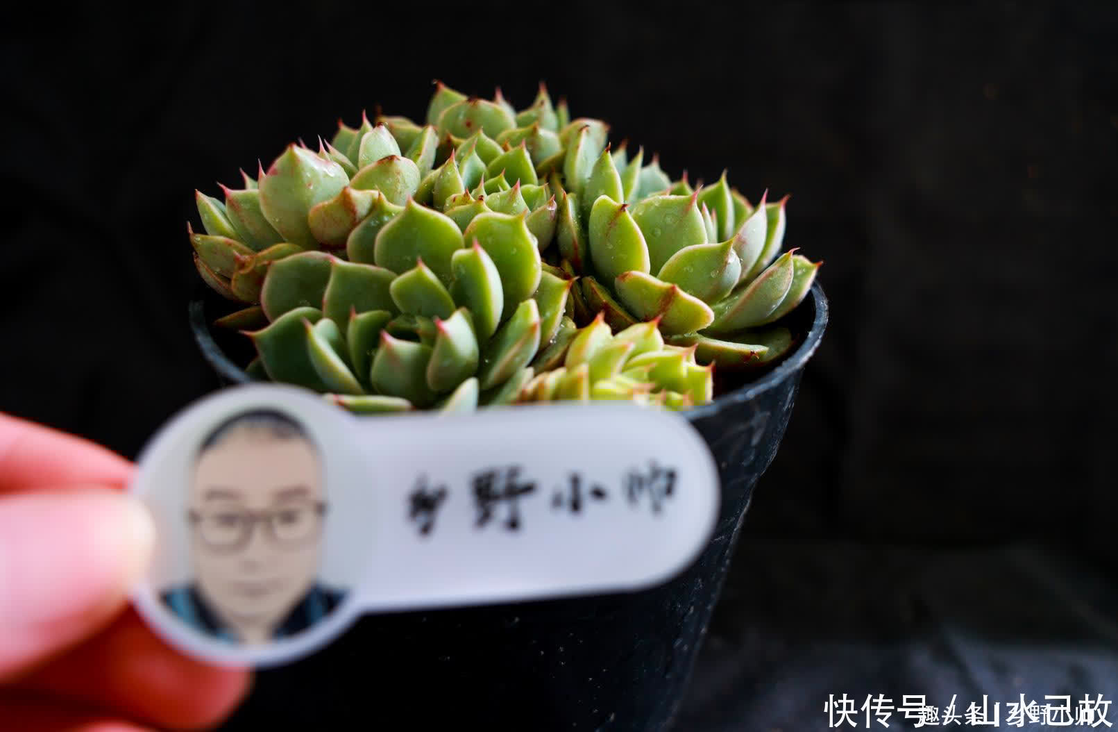 蓝姬莲|美滋滋的多肉,都是杂交品种,小帅带你认识这些“混血儿”