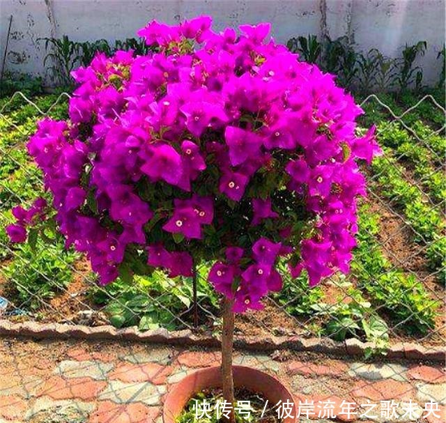 花芽|想让三角梅爆炸式开花,春天给足“3种料”,开花一茬接一茬