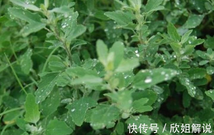 预防贫血|农村最多的一种野菜，叶子嚼两口能除口臭，后悔知道晚了