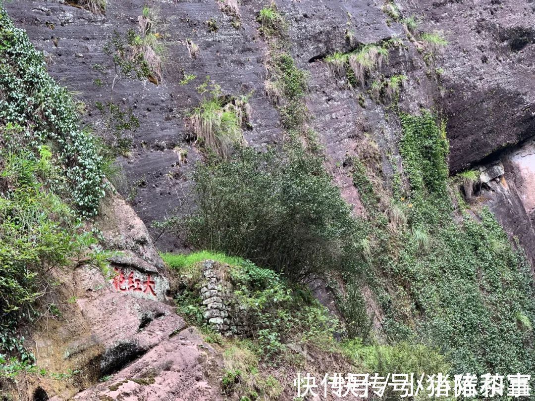 李麻花$四则茶圈秘辛，讲述大红袍后代们的跌宕故事，走进岩茶的历史变迁