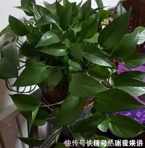 偏方|悄悄告诉你,学会4个老花农的养花“偏方”,家里花卉“嗖嗖长”