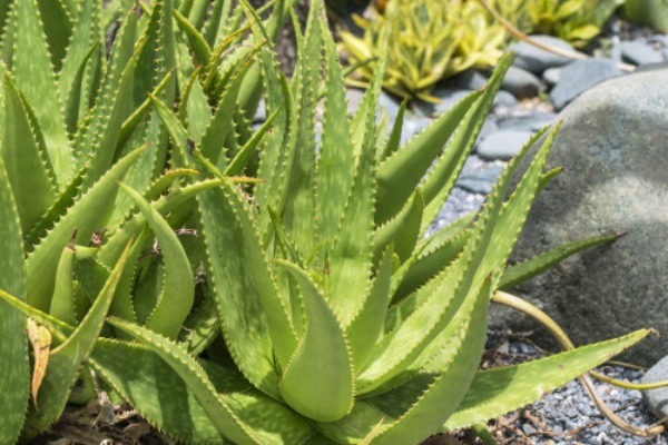 芦荟可以消肿止痒,想在家中种植一些芦荟,学会以下几点就可以