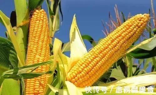 医生|玉米是高血脂的“发物”？医生：想降脂的人，这2种素食尽量少吃