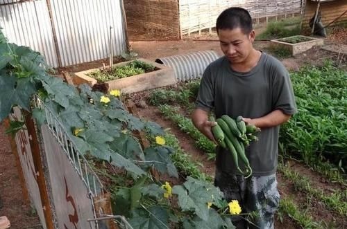 我在非洲打工,每天都吃白菜鸡蛋,很多人喜欢种菜