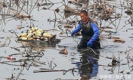 兴奋|乡下大叔藕田里挖藕,竟挖出惊喜,大叔可兴奋坏了