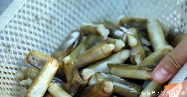 12块钱买500克蛏子,简单一蒸5分钟就上桌,肉质鲜美,吃着很过瘾