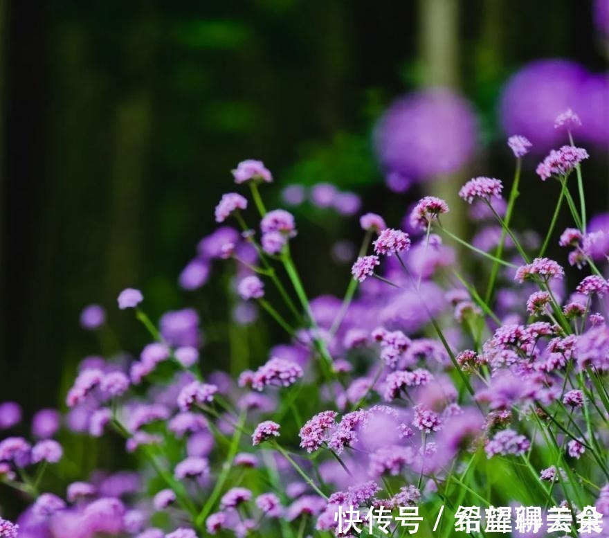 马鞭草|仲夏松江，花开正盛，夏雨荷，今天就能满足你→！