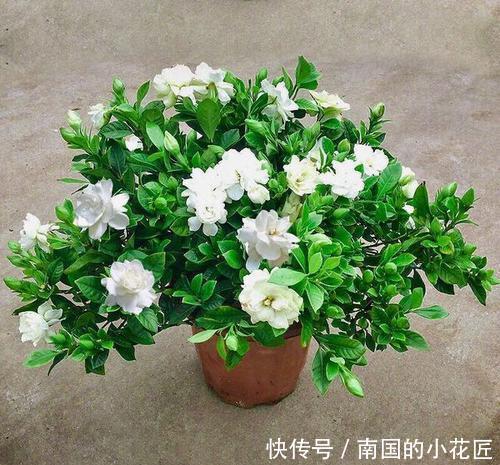 开花|栀子花容易黄叶?了解掌握3个要点,四季油绿,年年有花赏!