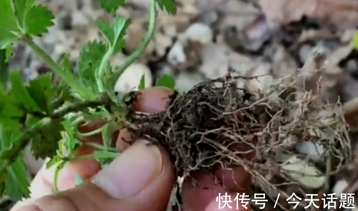 五爪草|在农村路旁的野草，有的人叫它“五爪草”，你知道它的价值吗？