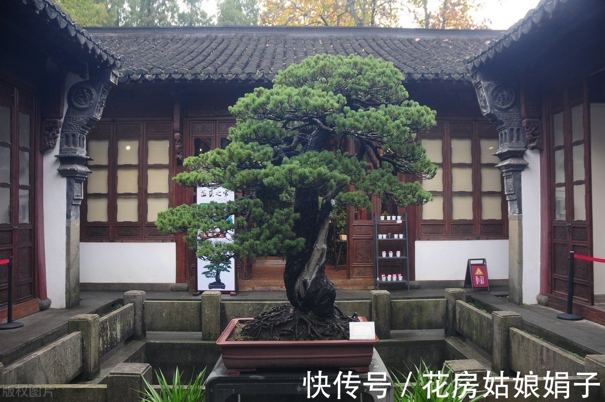 失误|养殖盆景花卉注意6点,简单的1点失误,就是你养不好它的原因