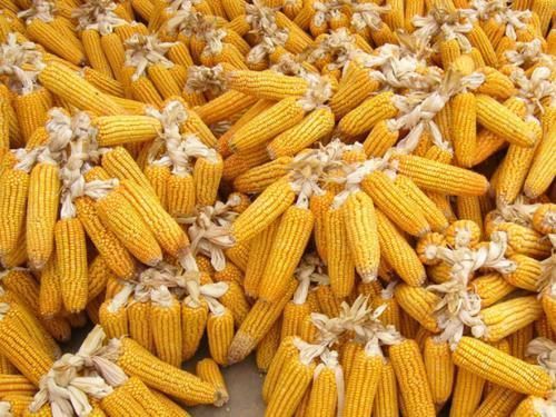 天然的“強(qiáng)肝劑”找到了,堅(jiān)持每天吃,養(yǎng)肝排毒,肝臟越來越好