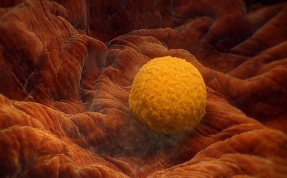 胚胎期|怀孕过了这月,腹中宝宝才算上个真正的“胎儿”,有了生命的意义