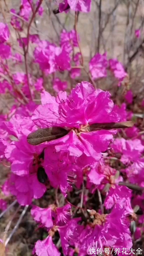 兰花|逛花市3种花别买，是国家保护植物，买了有麻烦