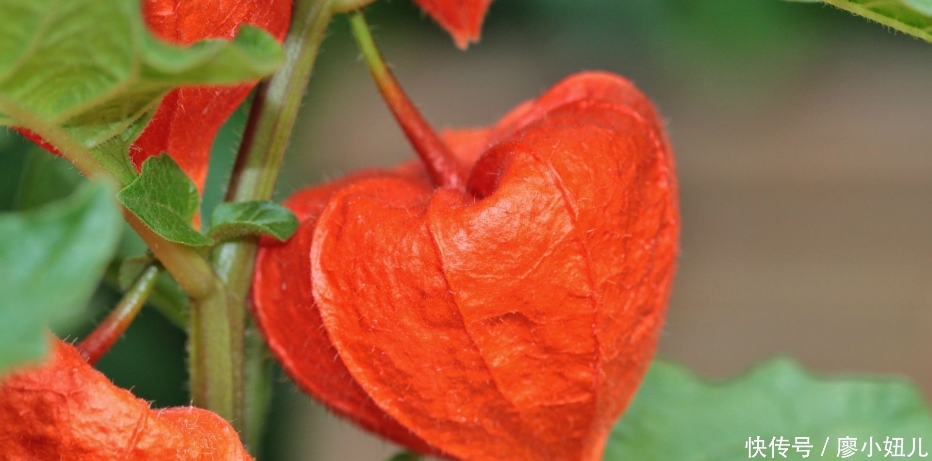 灯笼|农村一种像灯笼的野草，含在牙疼处，几分钟后就能消除牙痛