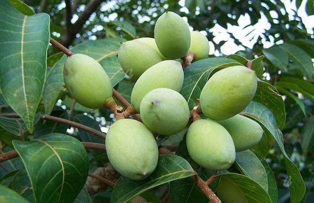 维c|想长寿先排毒,常吃3种食物,排毒杀菌,清热去火,增强抵抗力