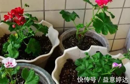 混搭土养花技巧：备上这几样，从此养啥花都能轻松应对