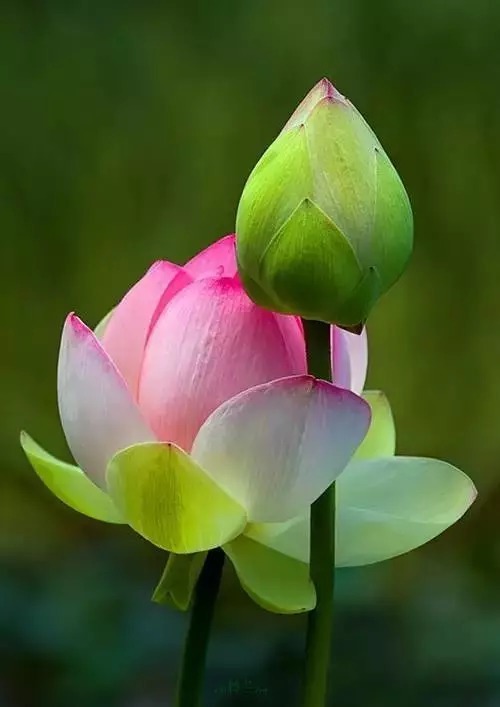 中国十大名花欣赏,美极了!