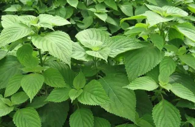 关令尹喜|乡下田间地头常见的“紫苏”,8大功效,教你全部吃出来!