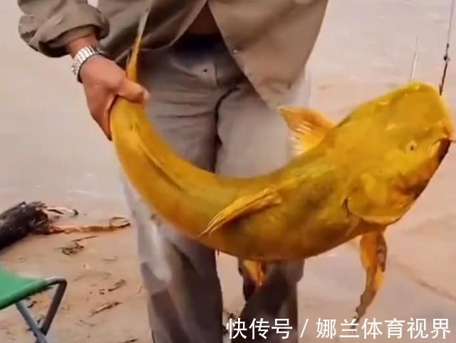 稀有!黄河巨型黄辣丁被人钓起,钓友:太大了,头回见!