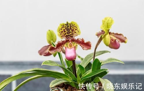 养殖兰花时，谨记僵苗的6个原因和救治办法，解决好了，苗壮芽旺