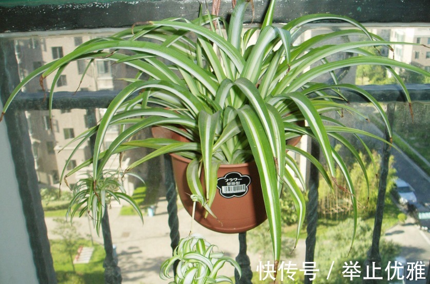 霜降马上到啦！天气降温，在家里摆上这三种花，不但养人而且好看