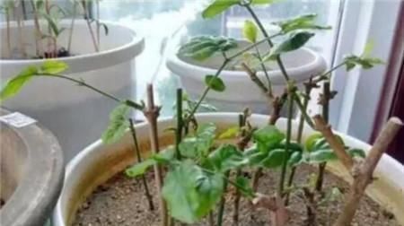 生根|学会这9个扦插绝招,插啥活啥,蹭蹭长出大白根,阳台多的放不下