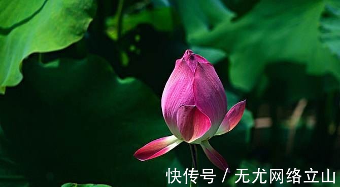 小池|“小荷才露尖尖角”经典诗句,却为何惹怒家长,要求从课本删除?