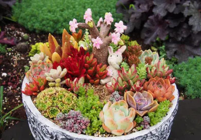 地方|天气渐热,盆栽多肉这3地方该小心了,不然度夏难、化水易