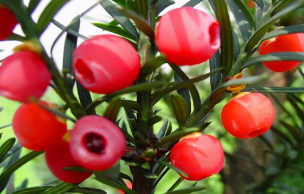 刘医生|女人不想老得快,脸上长满皱纹,3种食物,可美容养颜,人显年轻