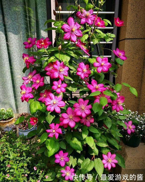 5种漂亮花,冬天爱睡觉,少水缺粮多晒晒才能长得好