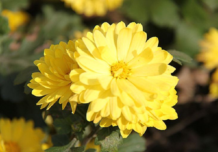 喜欢菊花,不如养盆“开花机器”,娇羞可爱,令人着迷