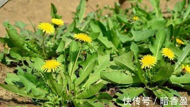 小肚子|女性不想皱纹爬上脸,不妨多吃此物,小肚子不鼓了,皮肤更显年轻