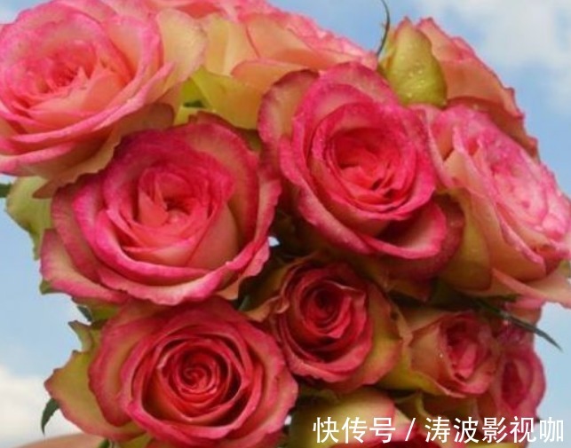 新手养花,不如养盆花中精品“红羽”,似佳人裙摆,优雅高贵