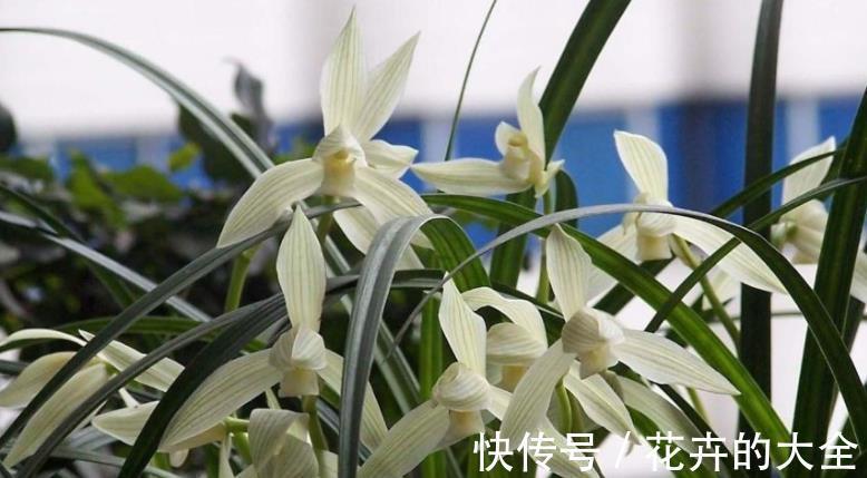 浇水|兰花中的珍品大雪素，花如其名雅致素朴，简单养殖就能爆盆